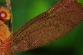 Wing dragonfly of Thailand Royalty Free Stock Photo