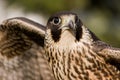 Wing falcon Royalty Free Stock Photo