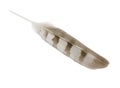 Wing Feather with path Royalty Free Stock Photo