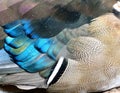 Wing feathers of Mandarin Duck with very clear in details, beaut Royalty Free Stock Photo