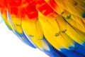 Red Yellow Blue wing Feather Royalty Free Stock Photo