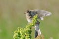 Wing flapping Eurasian Skylark Royalty Free Stock Photo