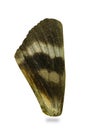 Wing Night moth, close-up