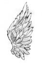 Wing pencil sketch