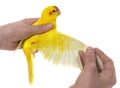 Wing of Red-fronted Kakariki parakeet Royalty Free Stock Photo