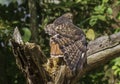 Wing of a red-tailed hawk Royalty Free Stock Photo