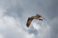 Open winged osprey fly in the clouds