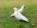 Sulphur-crested Cockatoos wing-tagged