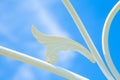Wing of white Wrought iron steel art roof with blue sky Royalty Free Stock Photo