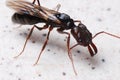 Winged Ant Royalty Free Stock Photo