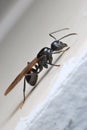 Winged Ant Royalty Free Stock Photo