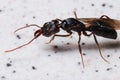 Winged Ant With Mandibles Royalty Free Stock Photo