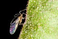 Winged aphid on leaf