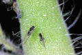 Winged aphids on a tomato plant in the garden. Pests of vegetables in the garden Royalty Free Stock Photo