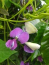 winged bean flower that grows a lot on the island of Java, the rural slopes of Mount Wilis Royalty Free Stock Photo