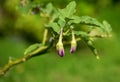 Winged bean green nature food background