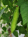 Winged bean growing in the garden. Lighting nature background. Selective focus.