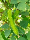 Winged Bean