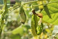 Winged Bean