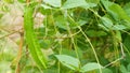 Winged bean or Psophocarpus tetragonolobus L. DC.