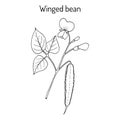 Winged bean psophocarpus tetragonolobus , medicinal plant