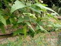 winged bean (Psophocarpus tetragonolobus) plant , flowers and fruits close up,