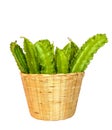 Winged bean on white background with clippingpath