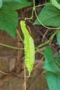 Winged bean