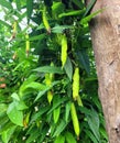 winged beans betel nuts vegetables green vegetables