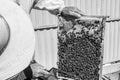 Winged bee slowly flies to beekeeper collect nectar on private apiary