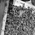 Winged bee slowly flies to honeycomb collect nectar