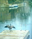Winged bird on on dock