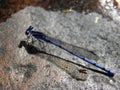 Dragon fly blue insect on river