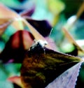 Winged bug with large long antennae on a purple clover leaf Royalty Free Stock Photo