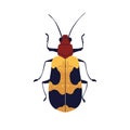 Winged bug. Spotted insect species with antenna, above top view. Red speckled jewel beetle icon. Flat graphic vector