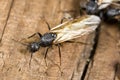 Winged carpenter ant closeup