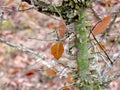 Winged Elm tree trunk and branches and leaves