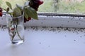 Winged flies of house insects on the white windowsill crawled out in the summer