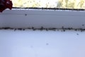 Winged flies of house insects on the white windowsill crawled out in the summer