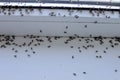 Winged flies of house insects on the white windowsill crawled out in the summer