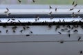 Winged flies of house insects on the white windowsill crawled out in the summer Royalty Free Stock Photo