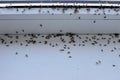 Winged flies of house insects on the white windowsill crawled out in the summer