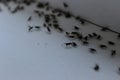 Winged flies of house insects on the white windowsill crawled out in the summer