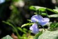 The Winged Flower (Psophocarpus tetragonolobus).