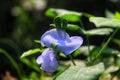 The Winged Flower (Psophocarpus tetragonolobus).