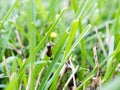 Winged or flying ants in lawn called alates ready for mating