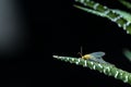 Winged insect lacewing sits on branch of green succulent. Beauty in nature and natural design. Leaves and flying insecta