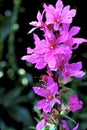 Winged Loosestrife  18088 Royalty Free Stock Photo