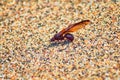 Winged Male Drone Leafcutter ants, macro close up view, dying on beach after mating flight with queen in Puerto Vallarta Mexico. S