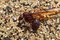 Winged Male Drone Leafcutter ants, macro close up view, dying on beach after mating flight with queen in Puerto Vallarta Mexico. S